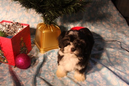 havanese-puppy